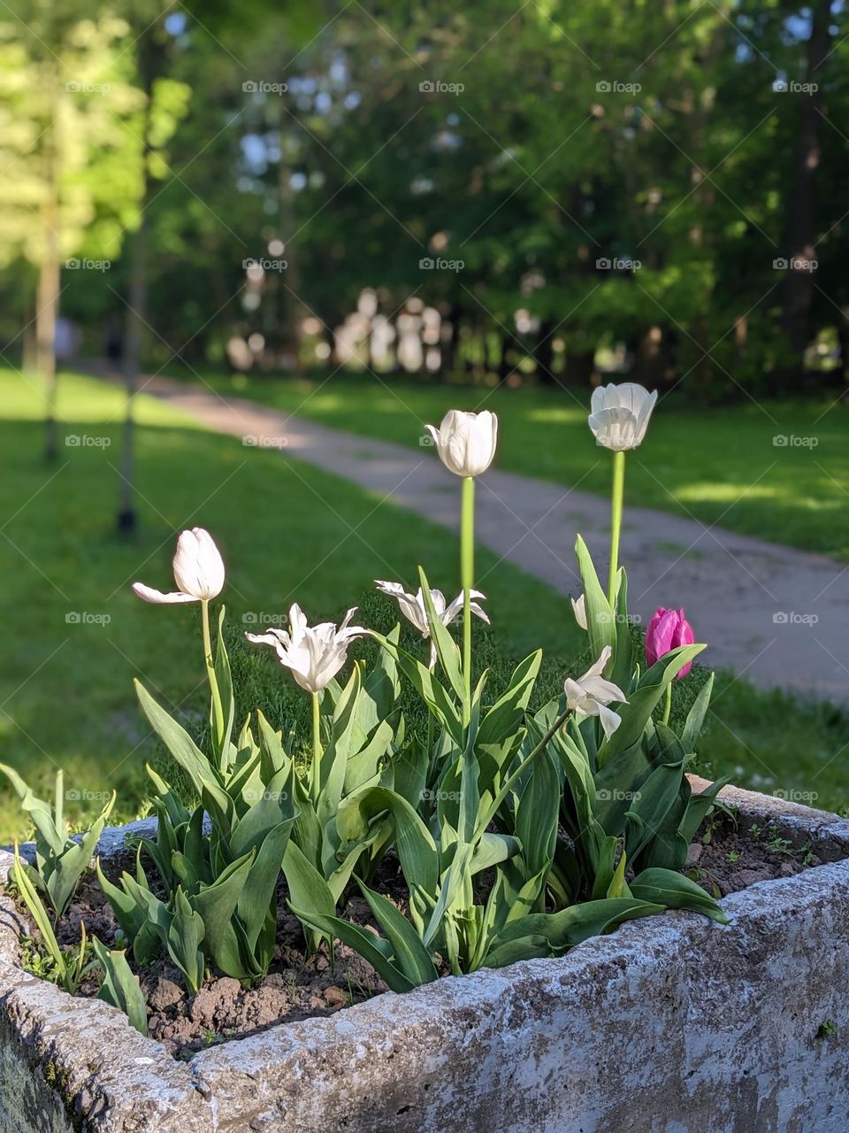 Beautiful path in the park