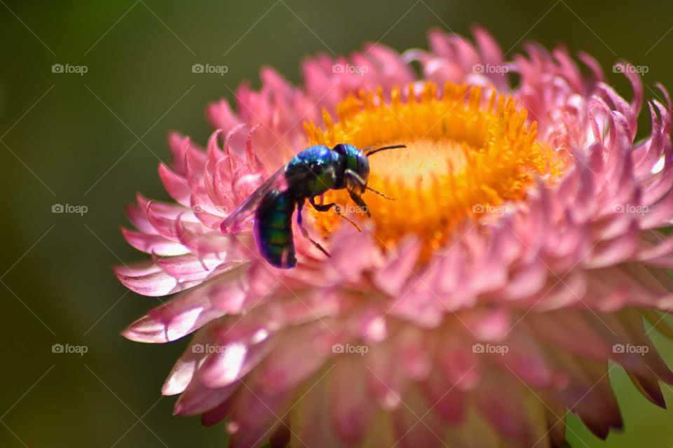 blue insect on pink flower