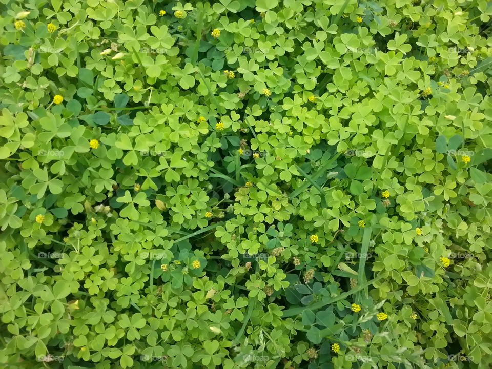 Clovers. A patch of clovers amongst grass 