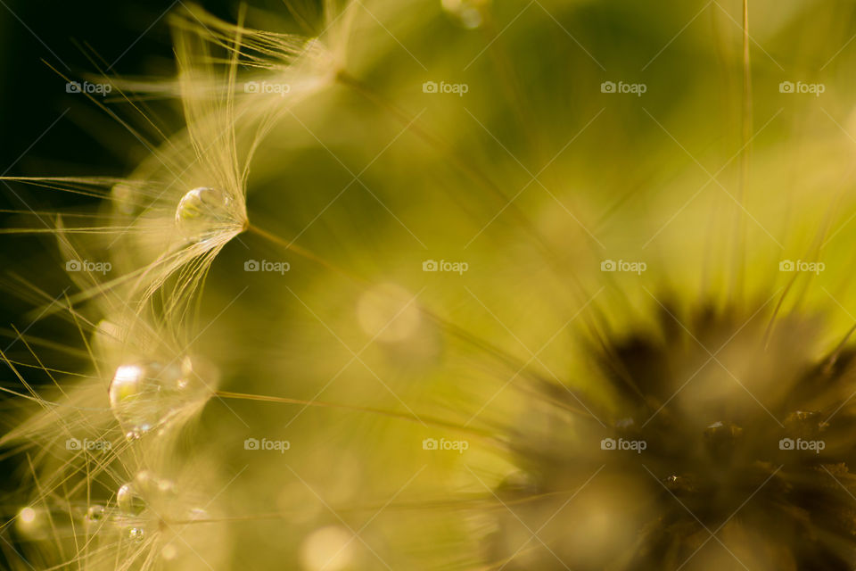 Morning dew on dandelion