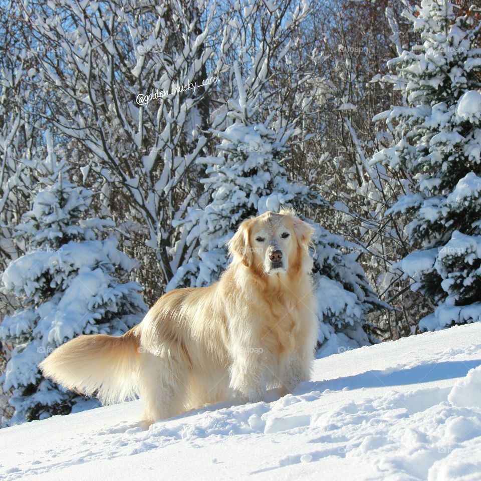 Kaci,  our golden retriever enjoying a snow day in a winter wonderland