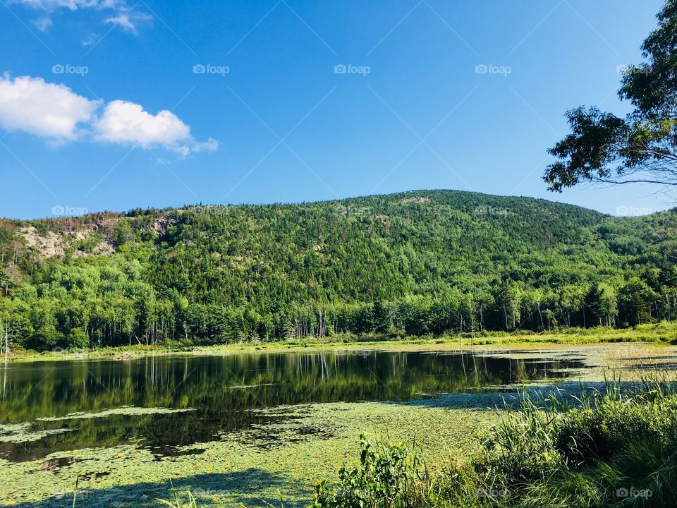 Mountain reflections amongst Lilly pads at Acadia National Park 
