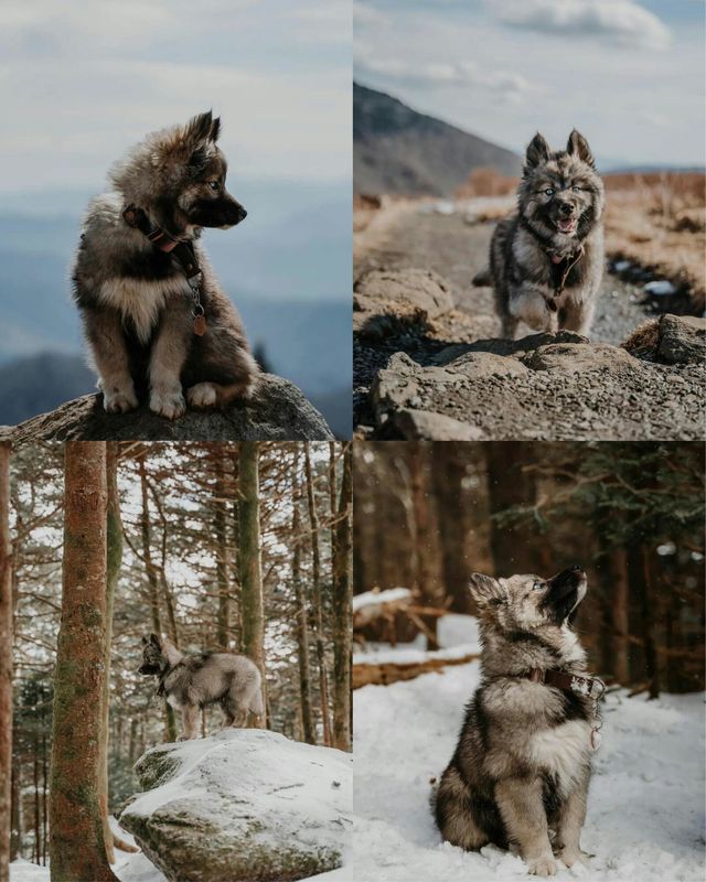 Dog 💖