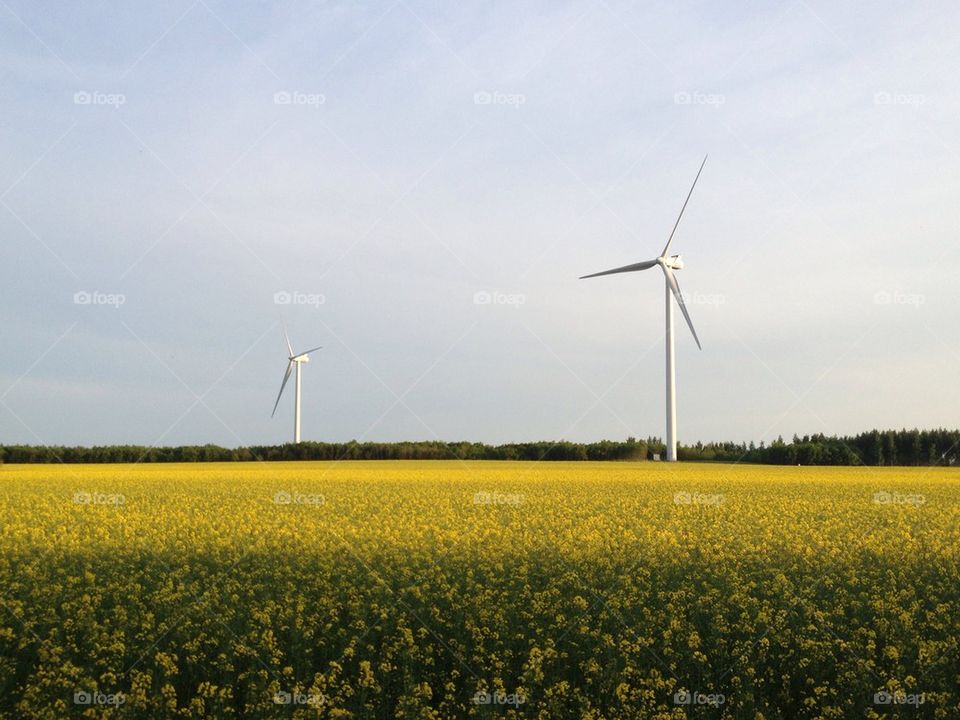 A typical view in the south of Sweden.