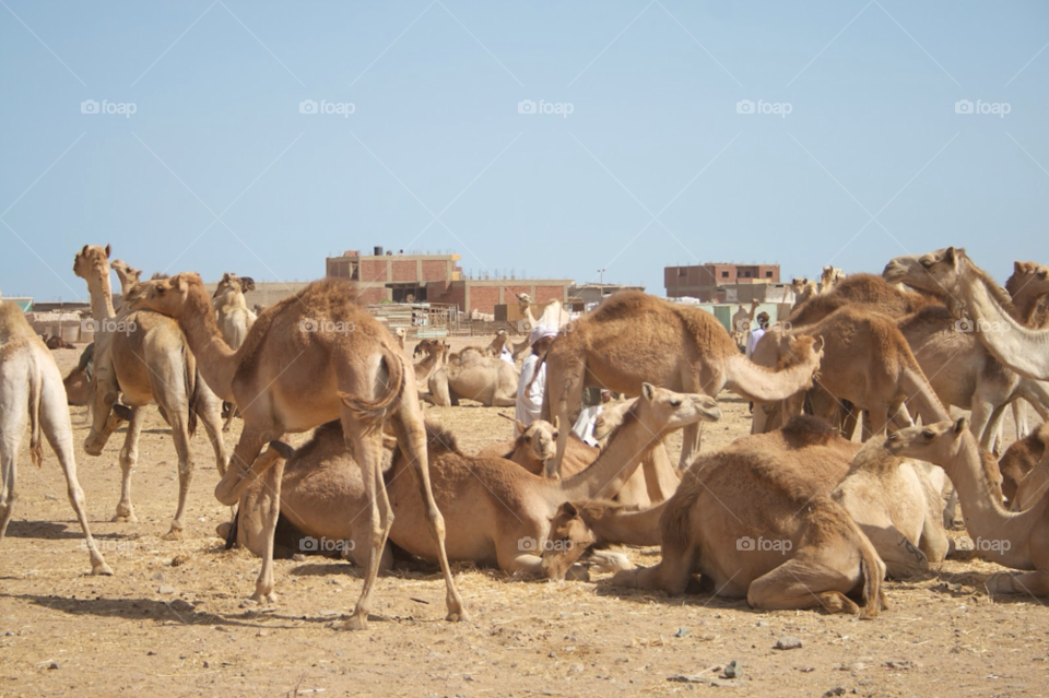 desert egypt camel camels by KathOnEarth