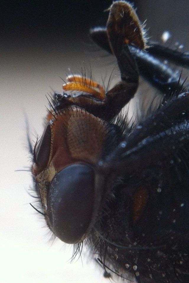 Macro fly