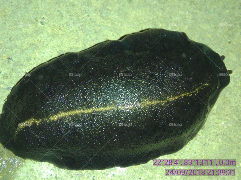 The very beautiful snail every night gets out of the food table, its color is like a black-violet velvet.