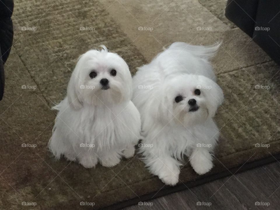 Maltese pups