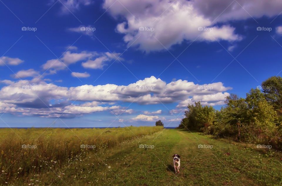 Wisconsin Dog Hike.....