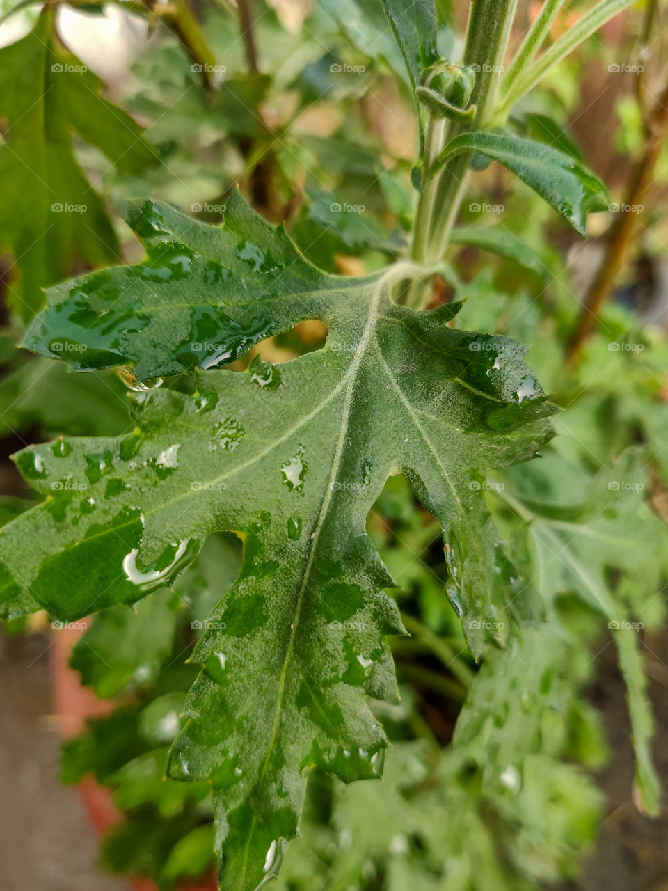 Leaf with water droplets