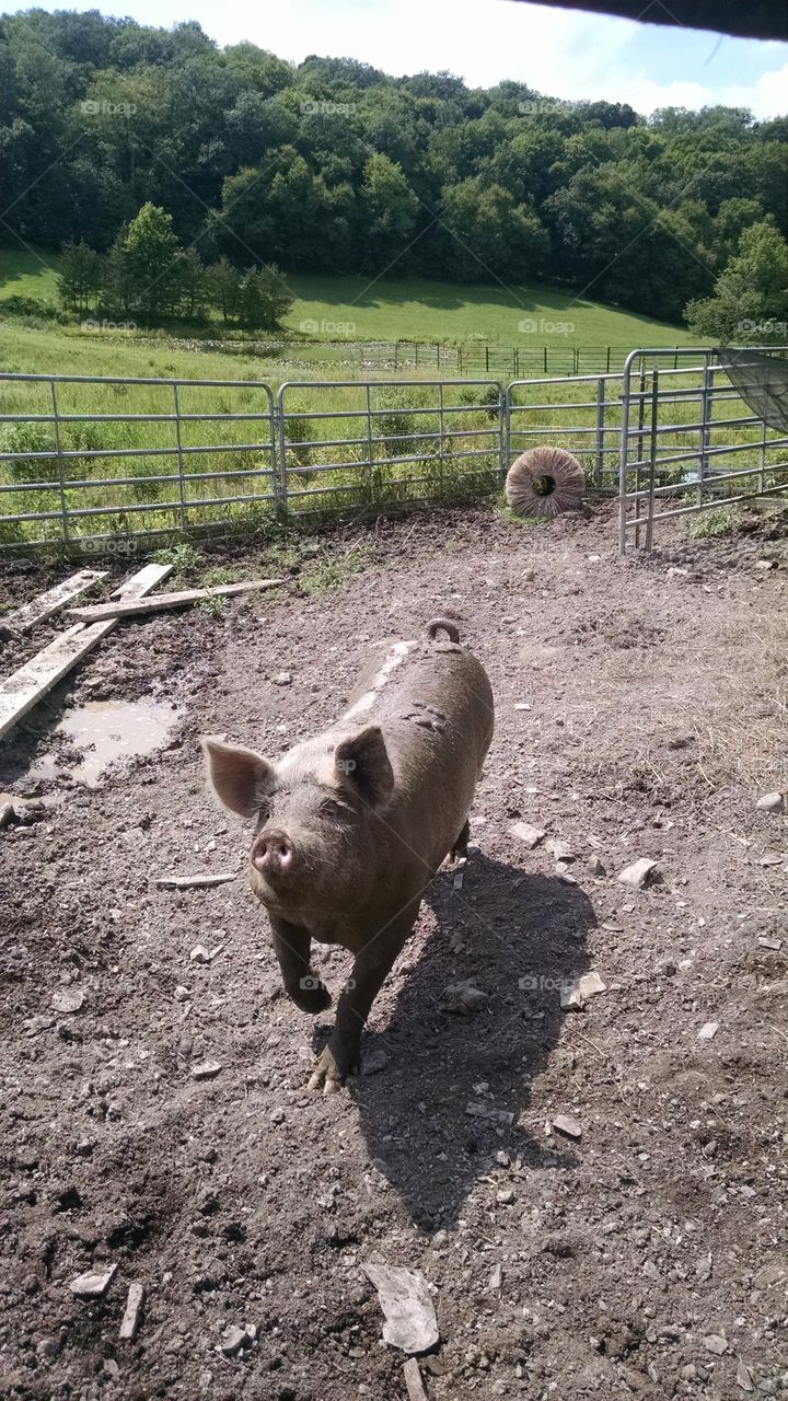 WILBUR!!!. took this pic at my mother in laws farm in Wantage  NJ. July 20,2015