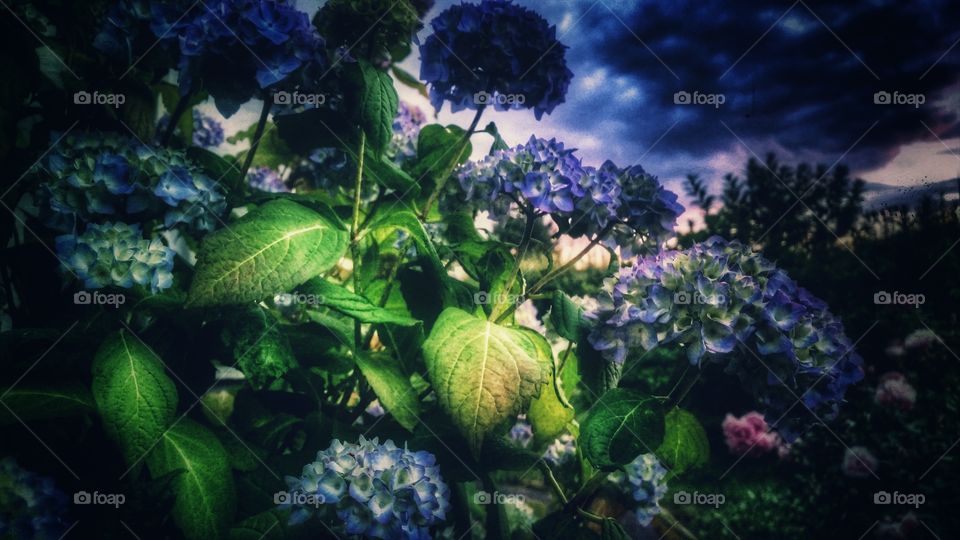 grandma's garden no2