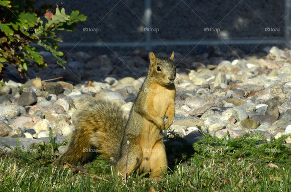 Squirrel