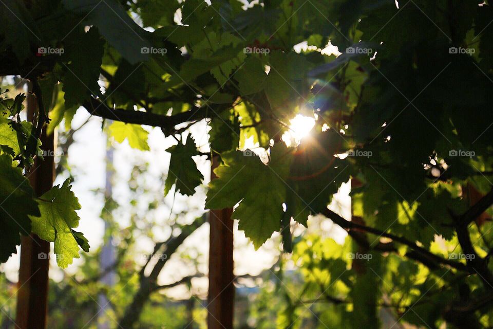 Grape plants in the backyard 