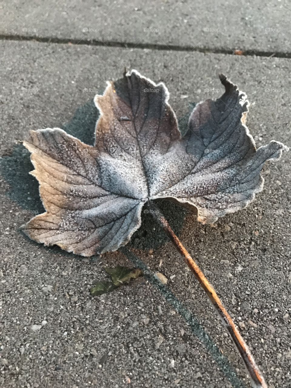 A frozen leaf 