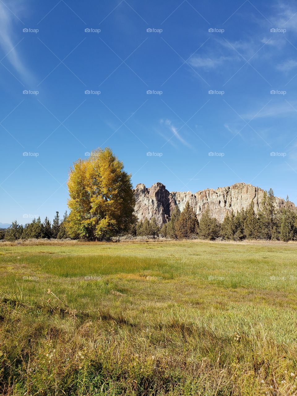 A tall tree covered in golden leaves in their vibrant fall colors in a farm field with the incredible rugged Smith Rocks in the background and bright blue sky on a sunny autumn day in Central Oregon.