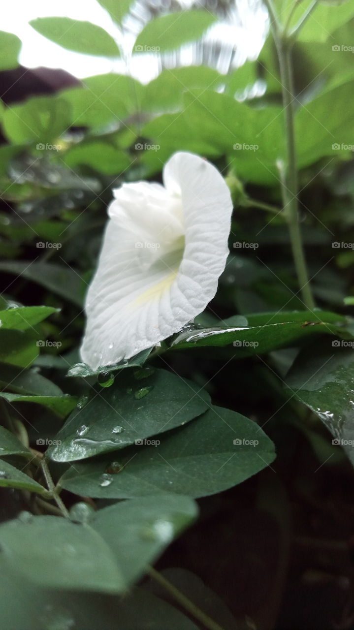 white flower (Pinch,Scratched flowers)