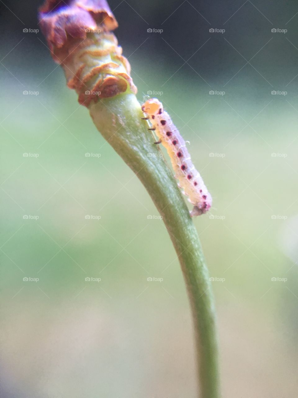 Tiny caterpillar