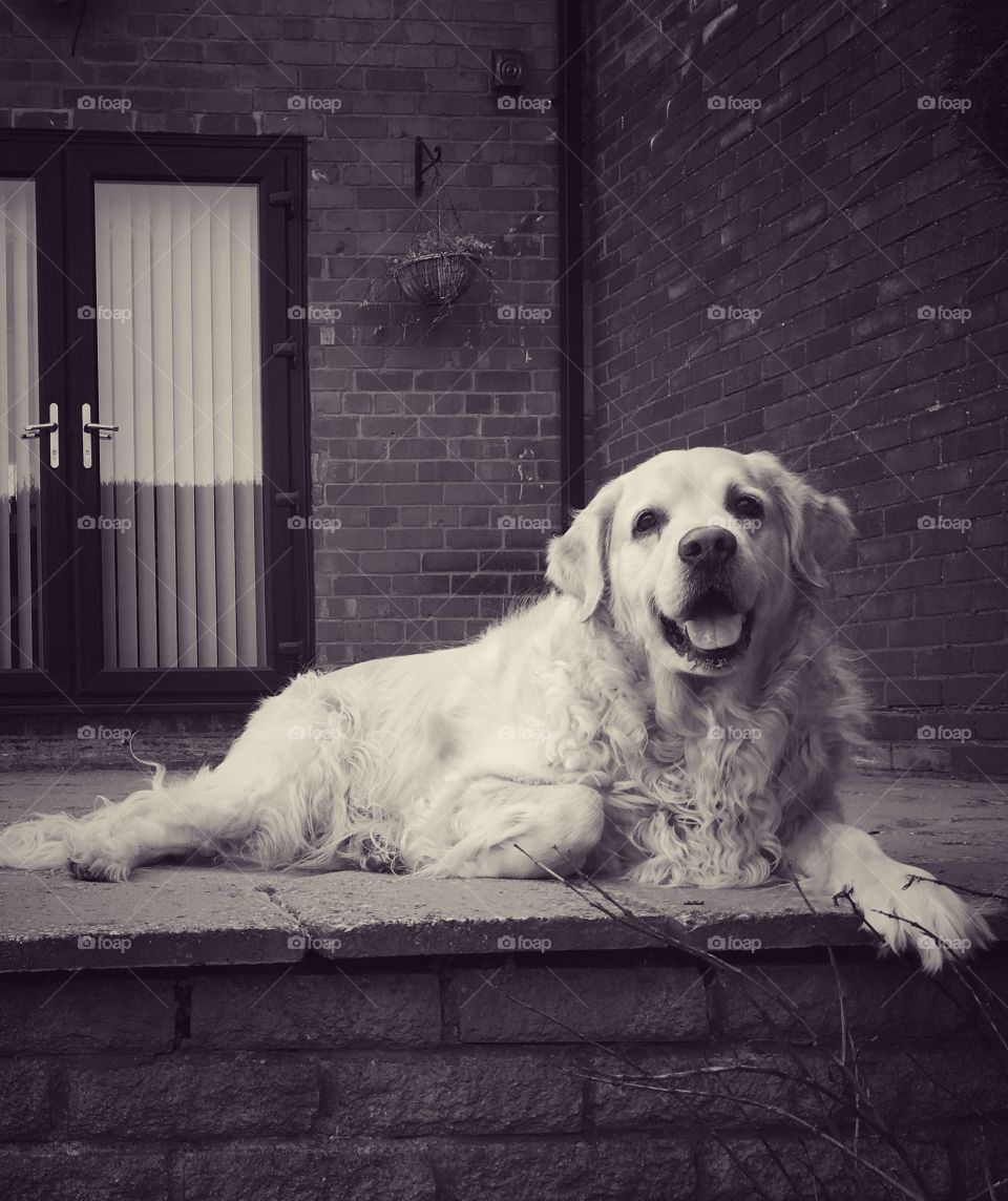 Dog, Canine, Pet, Puppy, Retriever