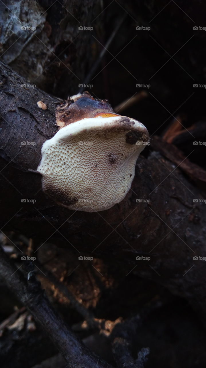 the fungus on old dead rotting forest tree