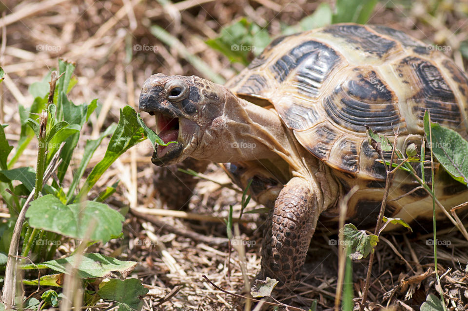 Turtle eating leaves