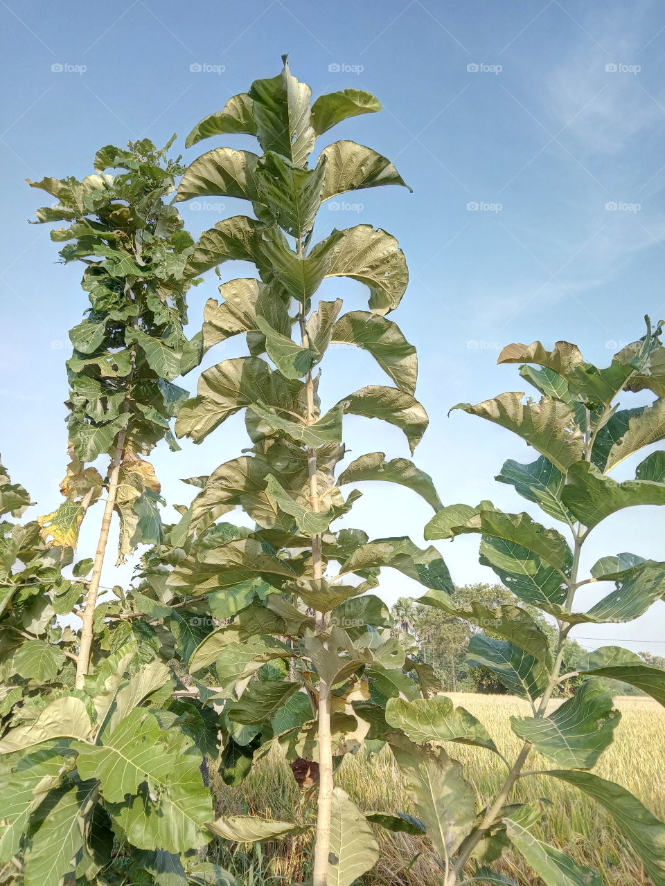 along tree is state tree