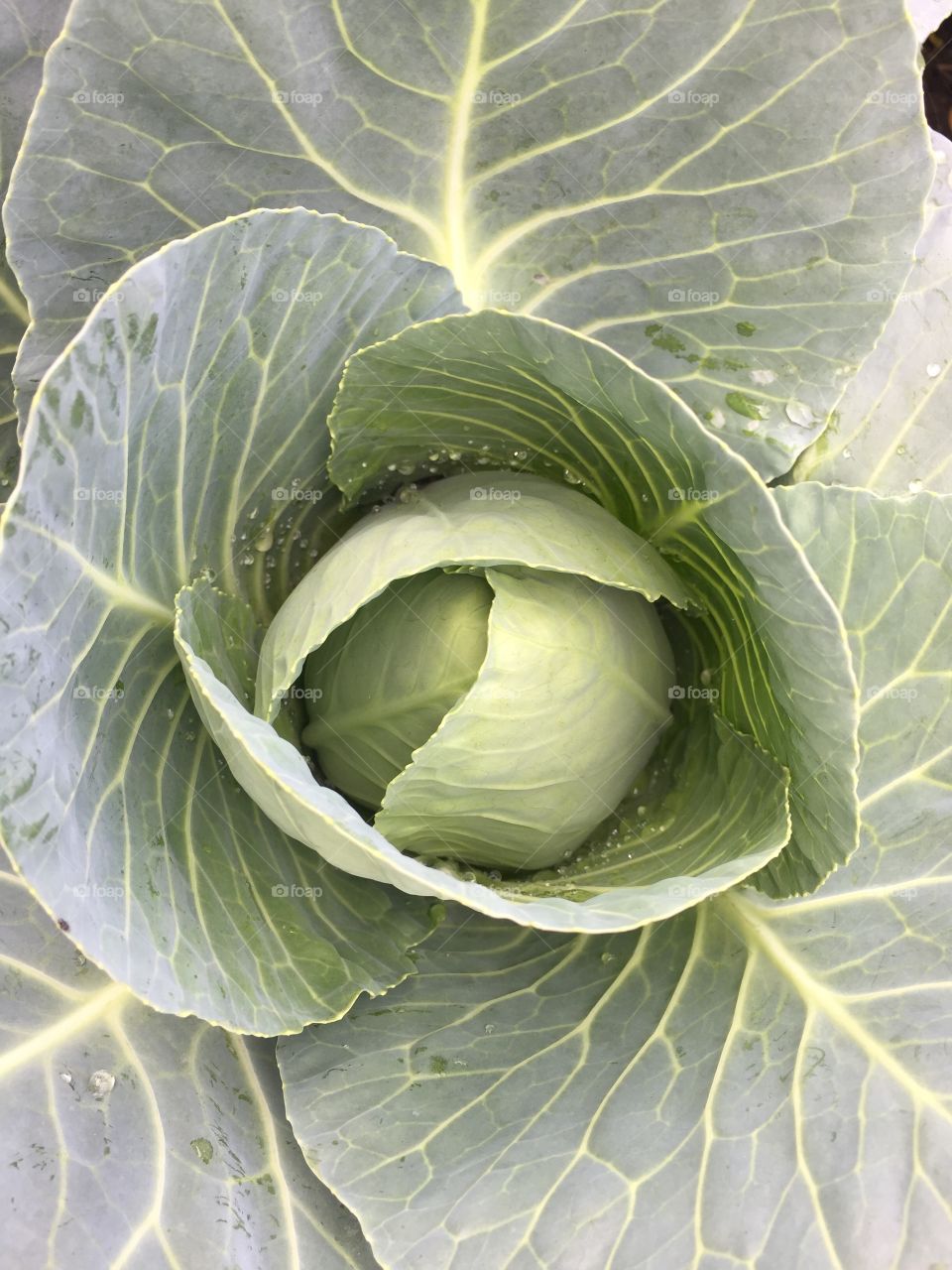 Vegetables in garden 