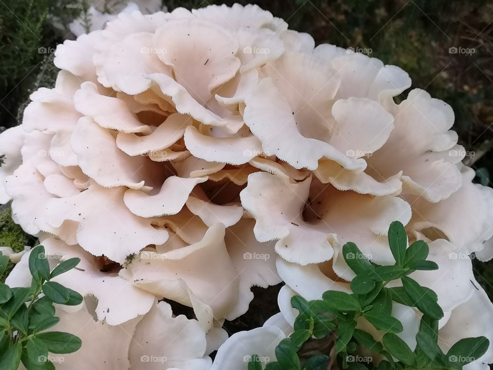 Beautiful mushrooms, looks like roses