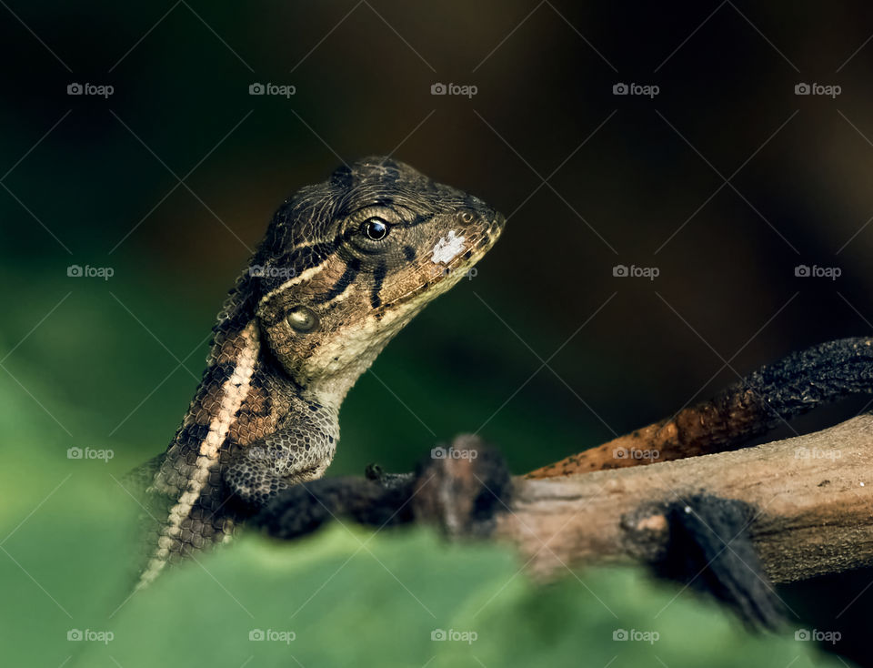 Oriental lizard  - backyard garden