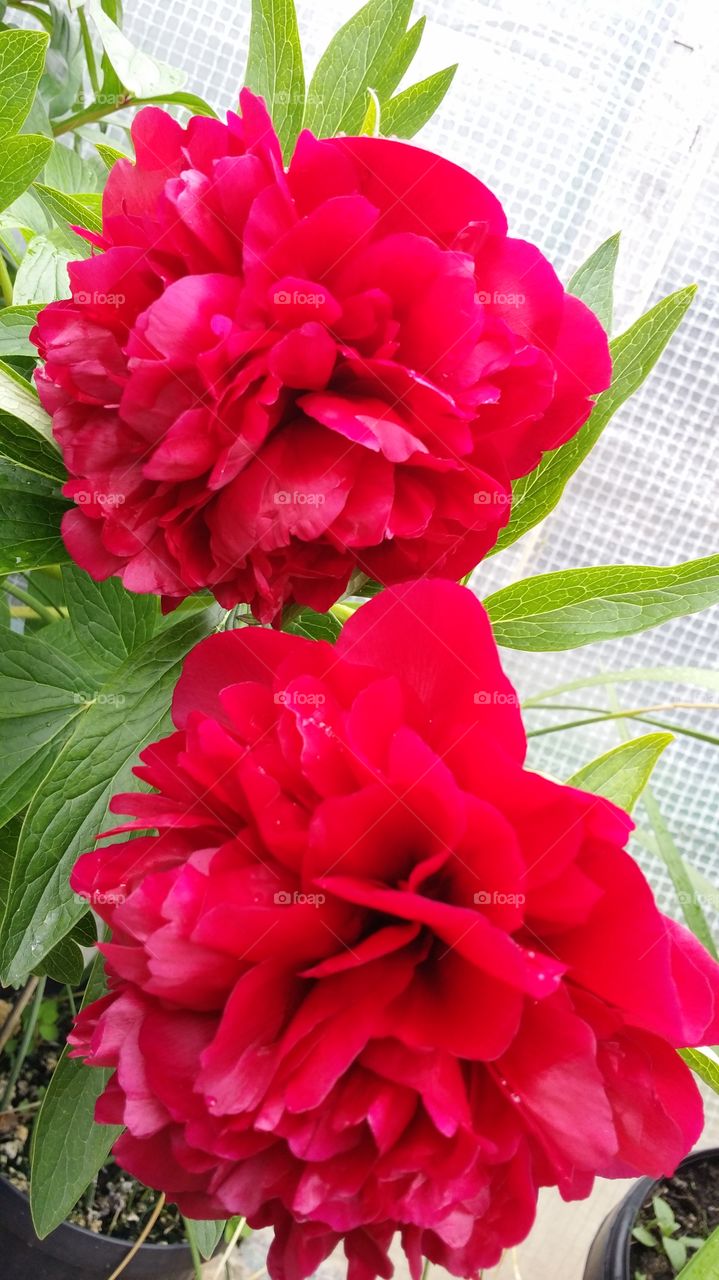 peonies