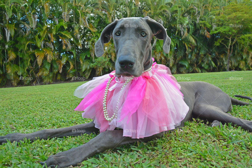 Dog sitting on grass wearing pink tutu