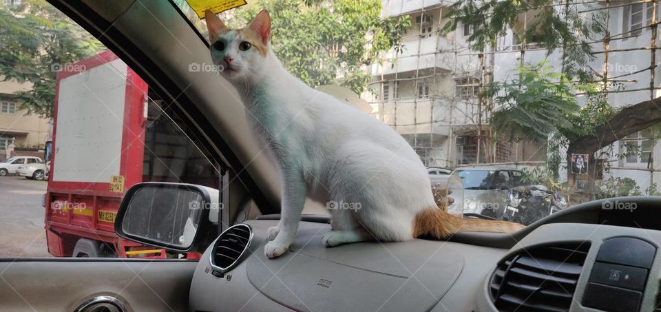 Though dogs are by far the most common pet in India, cats are gaining popularity. Many people in India choose to adopt foreign pedigreed cats, such as Persians and Bengals. But the cat most commonly seen in shelters and on the streets is the native B
