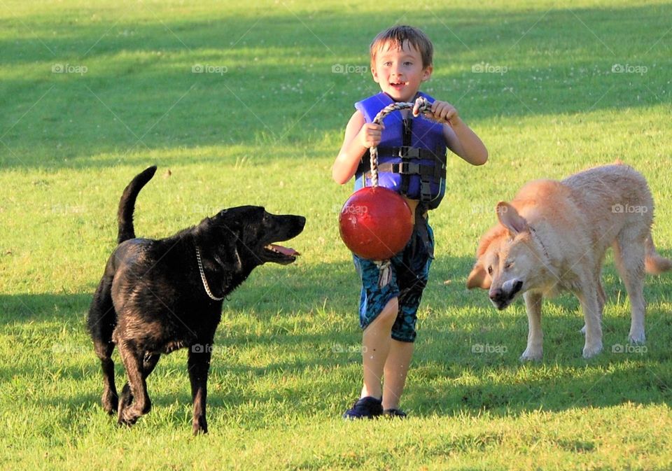 A spring walk with your dog, a little boy with a black retriever on one side and a yellow lab on the other 