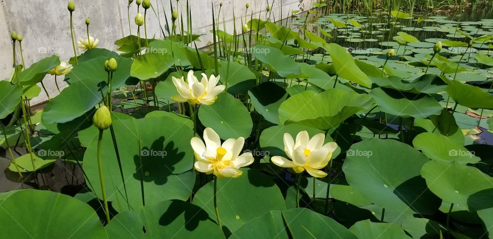 lily pads blooming