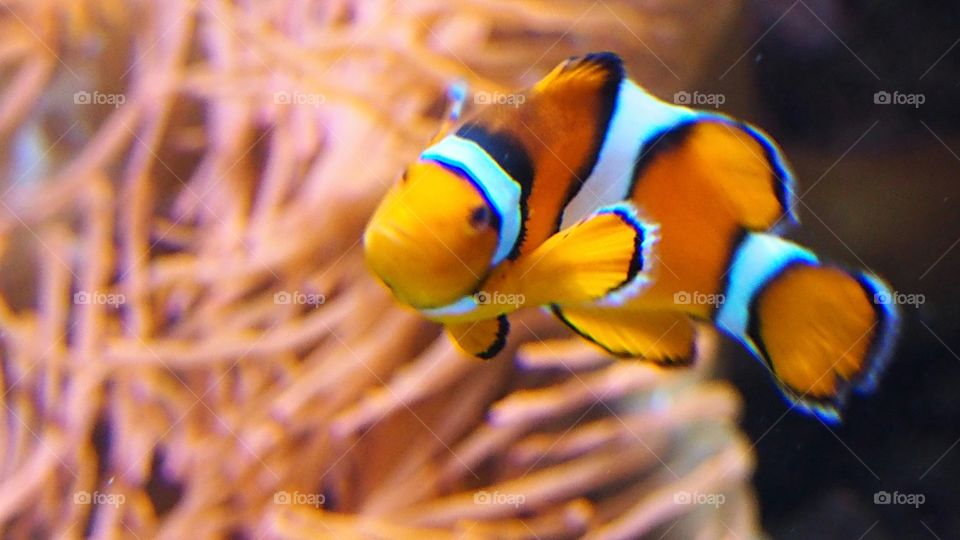 Clown fish