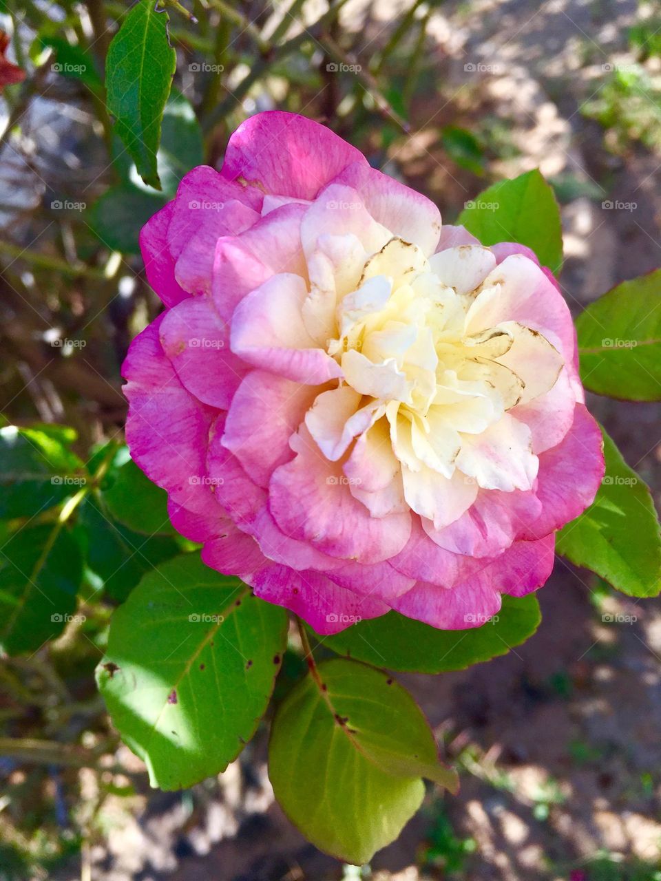 🌹 🇺🇸 Very beautiful flowers to brighten our day.  Live nature and its beauty. Did you like the delicate petals? / 🇧🇷 Flores muito bonitas para alegrar nosso dia. Viva a natureza e sua beleza. Gostaram das pétalas delicadas? 