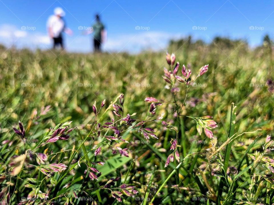 Close up view of the Poa Pratensis plant on the middle of the meadow with two blurred human silhouettes on the background 