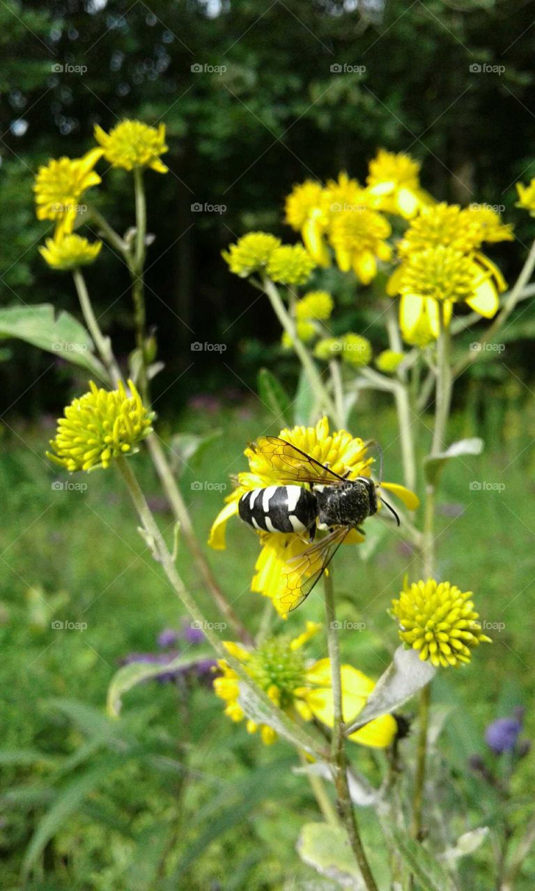 Wildflowers