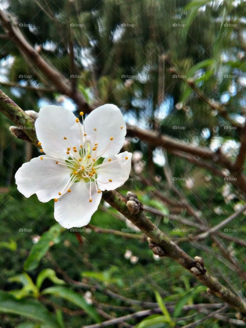 Os detalhes ricos da perfeição