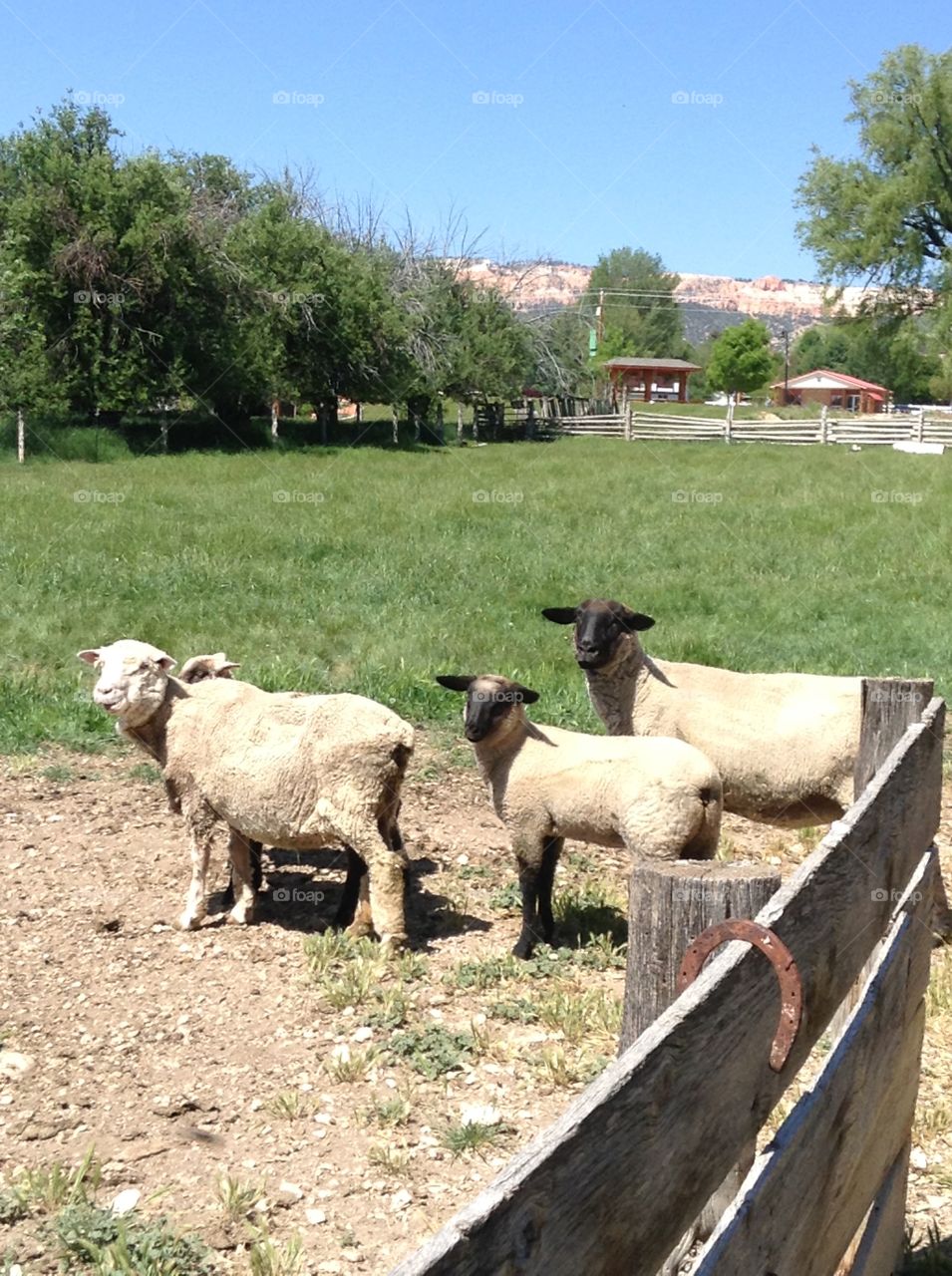 Sheep. Utah