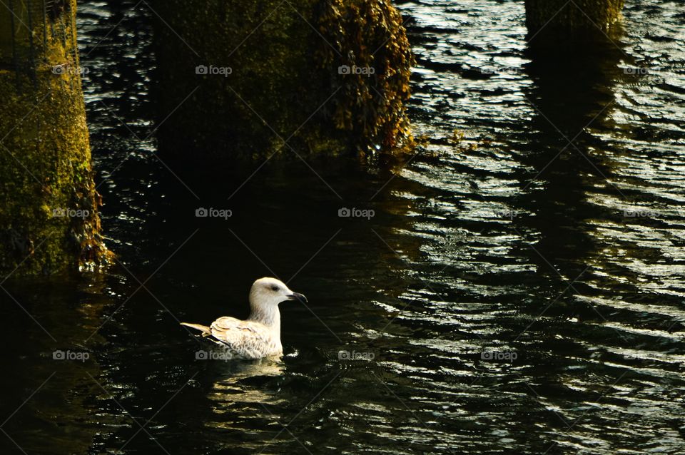 Seagull in lake