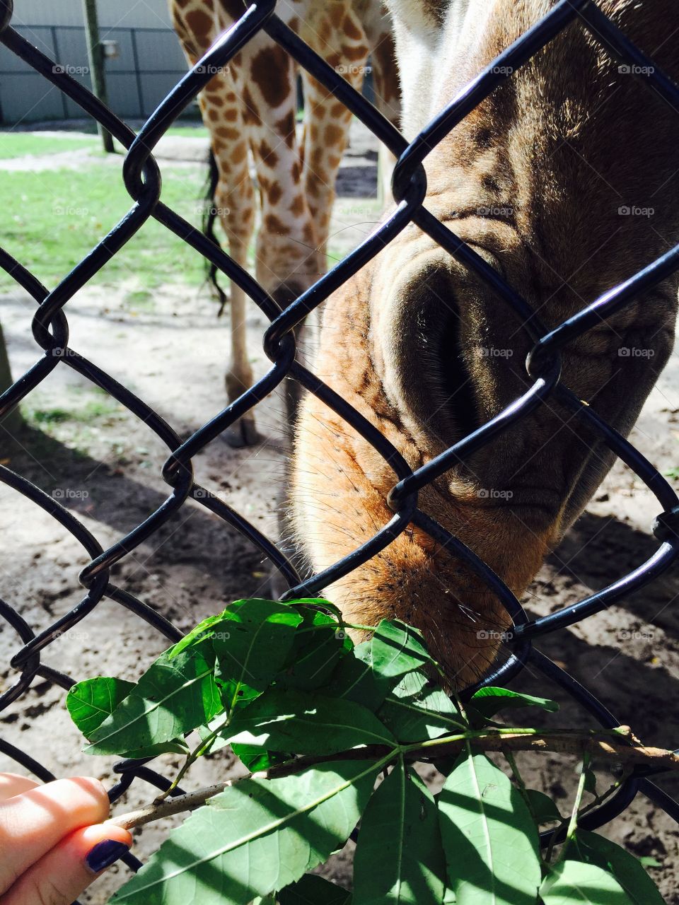 Rafiki. Giraffe feeding
