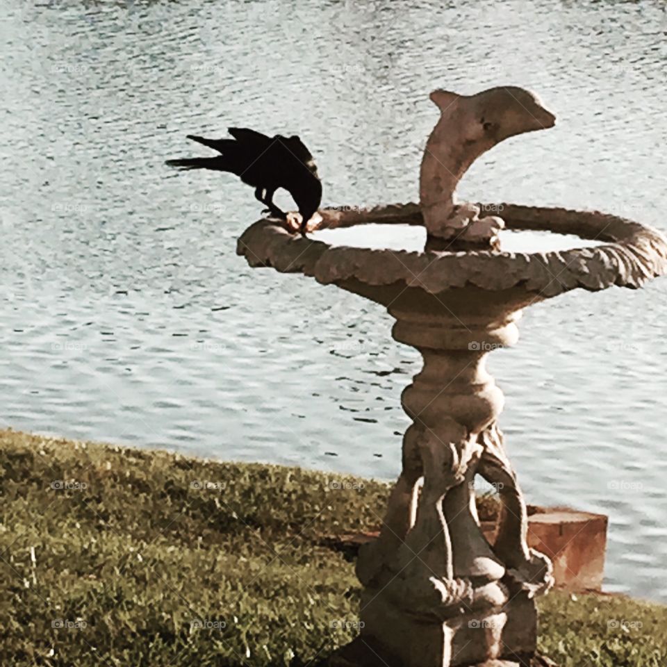 The Crow . A crow drinking from my birdbath at sunset.