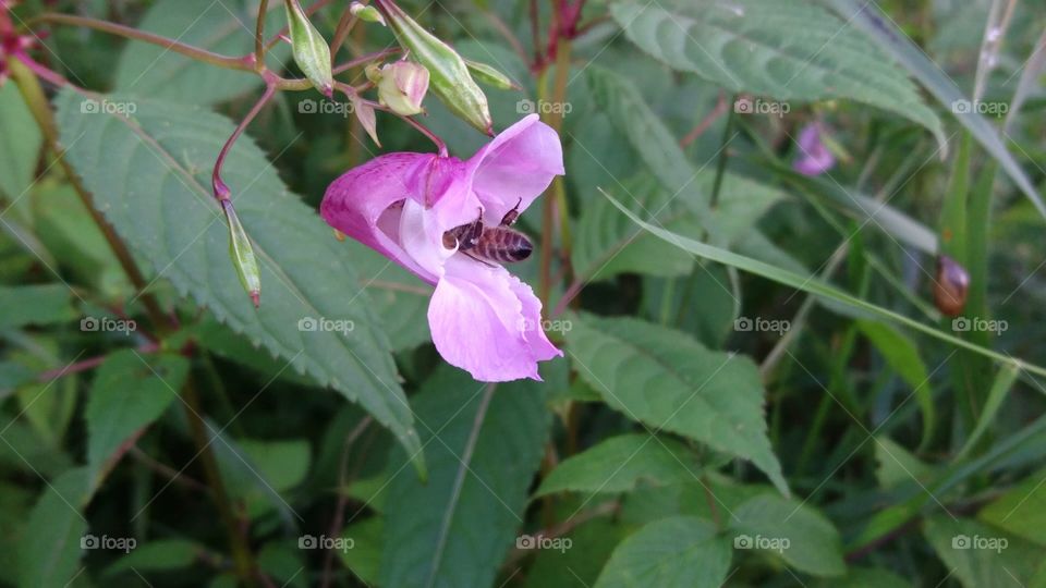upside down bee in a wild orchid