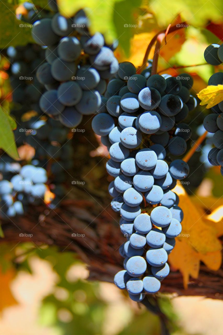 Cabernet. Cabernet grapes on the vine.  Napa CA