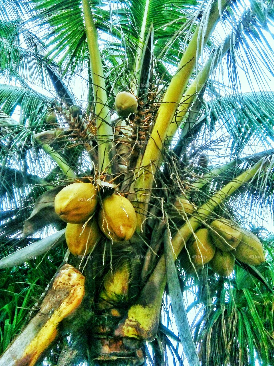 coconut
