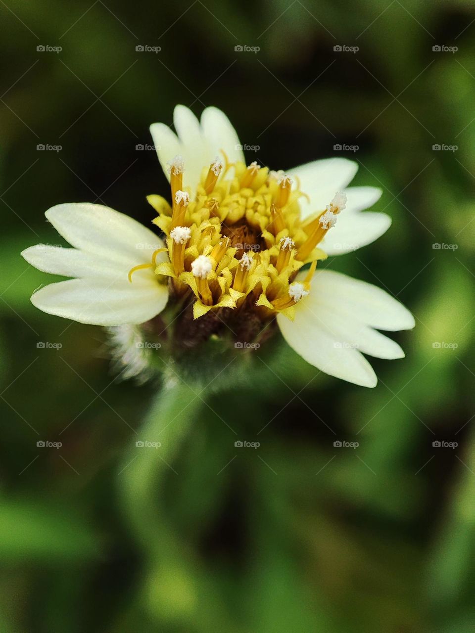 The blooming Tridax procumbens