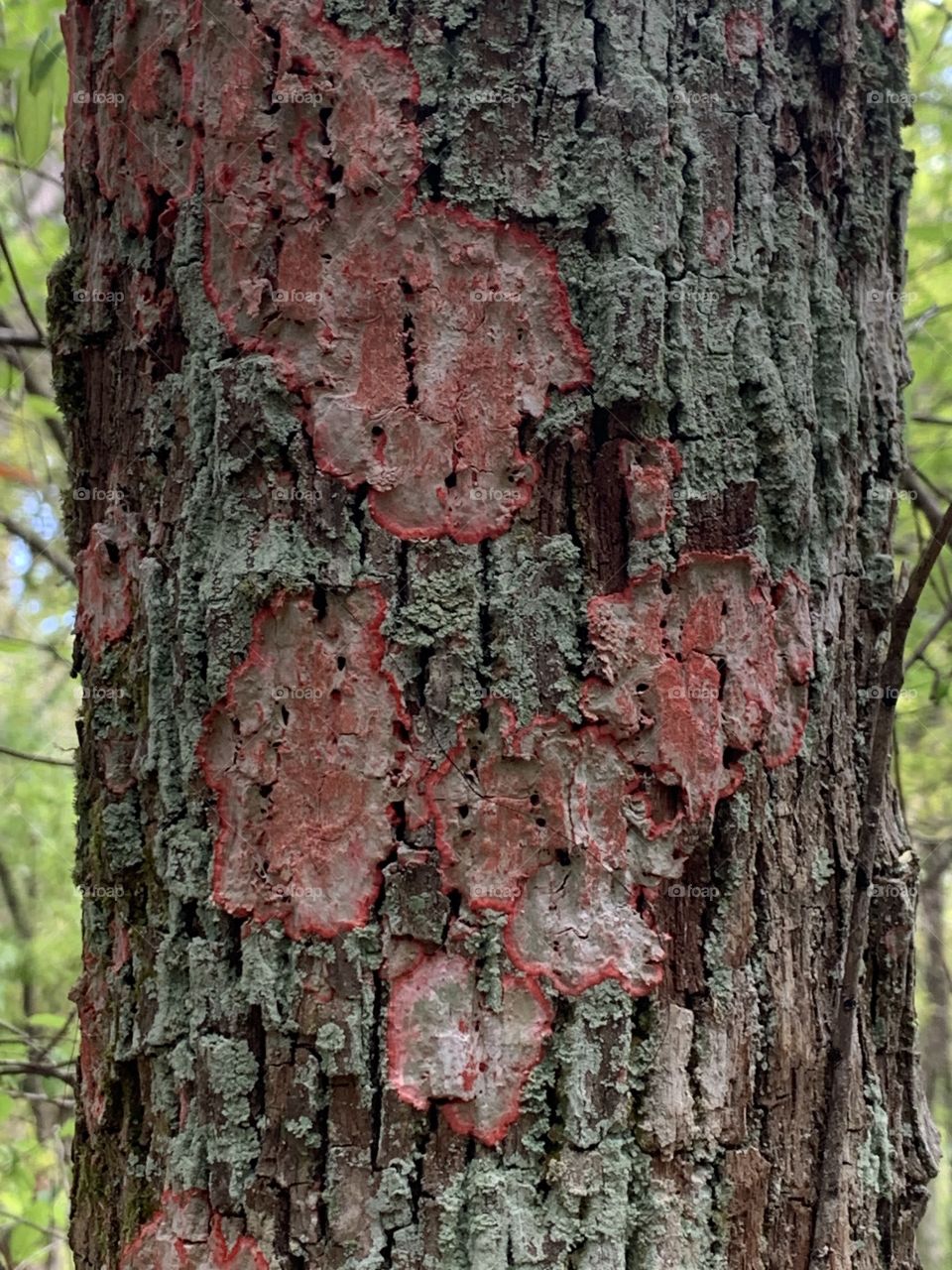 
Eden Gardens State Park - With all the dismal news around the world - Take a walk through the park -  RED LICHEN