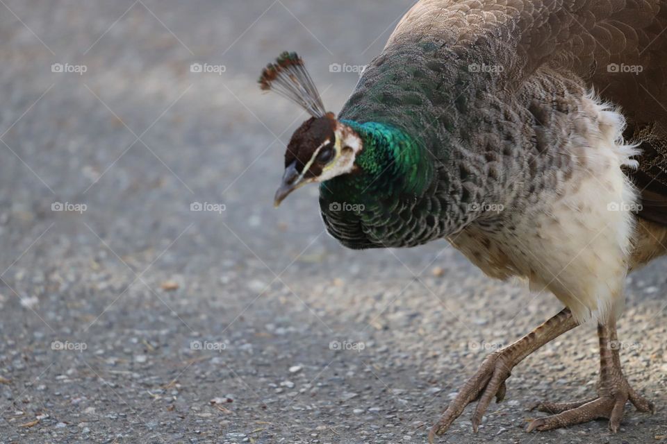 Peacock 