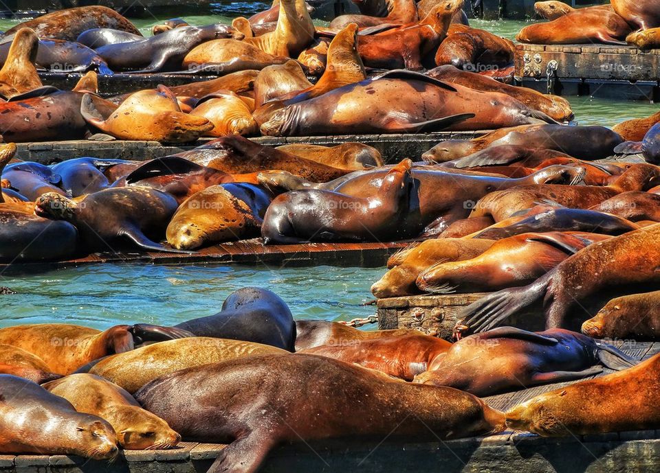 Crowd of harbor seals in San Francisco Bay